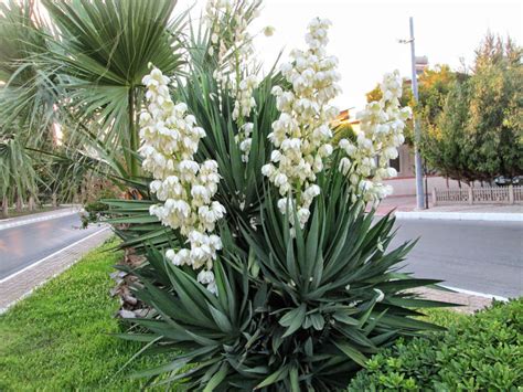 Yucca Gloriosa Spanish Dagger World Of Succulents