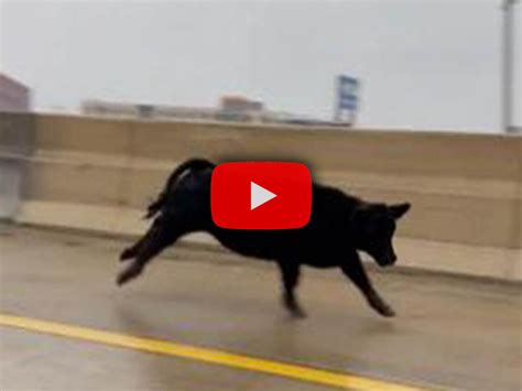 Mucca In Autostrada Fugge Dal Camion Che La Sta Portando Al Mattatoio