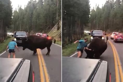 Yellowstone Bison Taunter Reportedly Sentenced To Jail