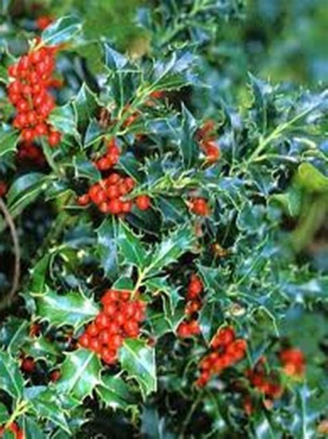 Ilex Aquifolium Alaska