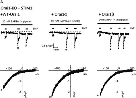 Effect Of Expression Of STIM1 On I Crac In MEFs Transfected With Orai1a