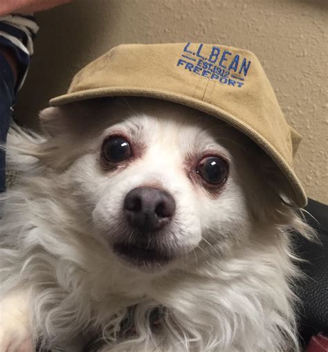 This dog looks like every grandpas profile picture on Facebook. : r/funny