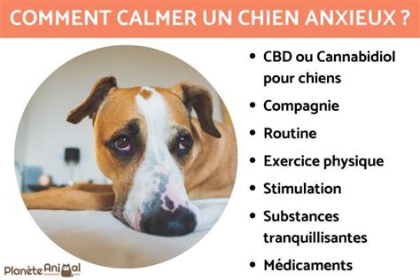 Comment Calmer Un Chien Anxieux