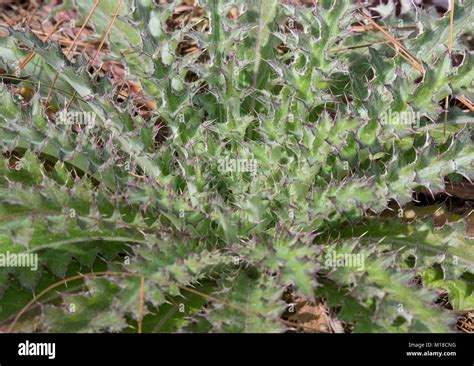 Prickly Weed High Resolution Stock Photography And Images Alamy