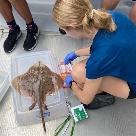 Delaware Bay Skates UDaily