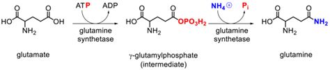 Biology Free Full Text Minireview On Glutamine Synthetase Deficiency An Ultra Rare Inborn