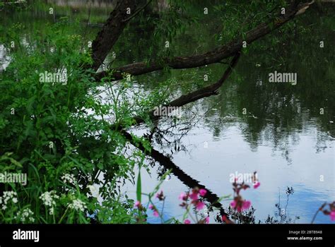 River Derwent Derwent Country Park Swalwell Gateshead Uk Stock