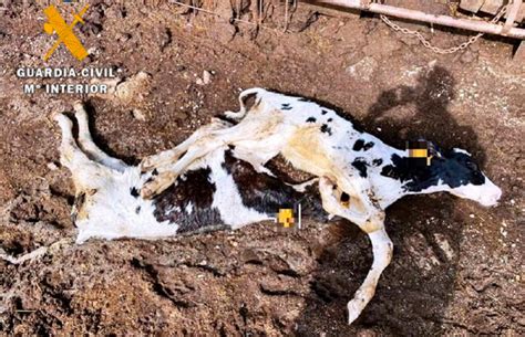 Investigan A Un Ganadero Después De Aparecer En Su Explotación 22 Vacas Muertas E Intentar