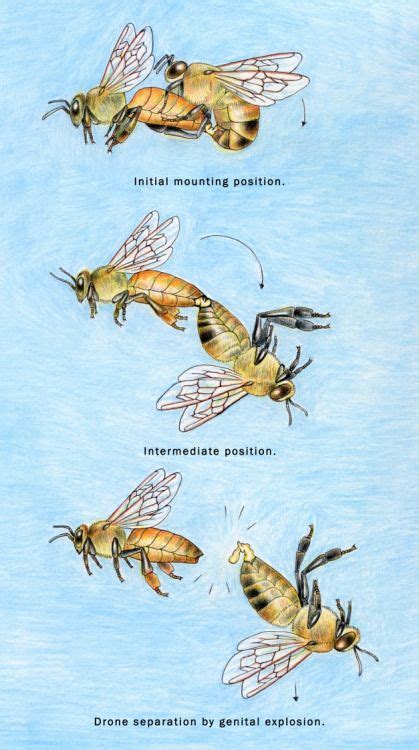 Noelbadgespugh Aerial Mating Illustration For Norm Gary Bee