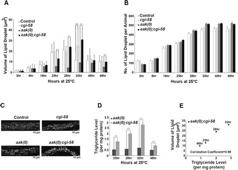 Cgi 58 Is Essential For Lipid Droplet Size Regulation A Elimination