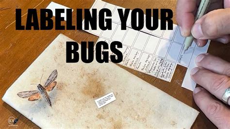 IMPORTANCE OF LABELING INSECT SPECIMENS YouTube