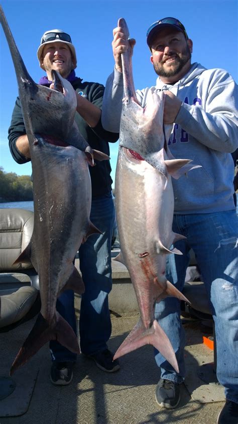 Spoonbill Paddlefish at Fort Gibson Lake in Oklahoma - Lance's Fishing Guide Service (918) 607-7357