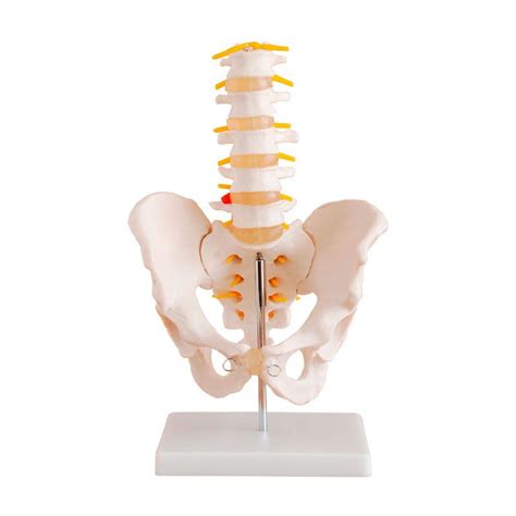 Coluna Vertebral Lombar Esqueleto P Lvis Anatomia Portal Do M Dico