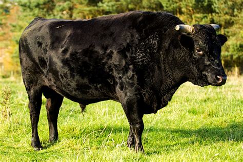 Northumbrian Wagyu Dinner 21 Newcastle Thursday 26th October 2023