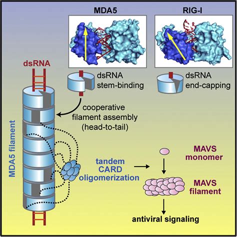 Structural Basis For Dsrna Recognition Filament Formation And