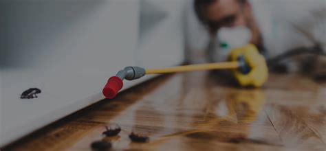 pest control  dallas tx ivy green pest control