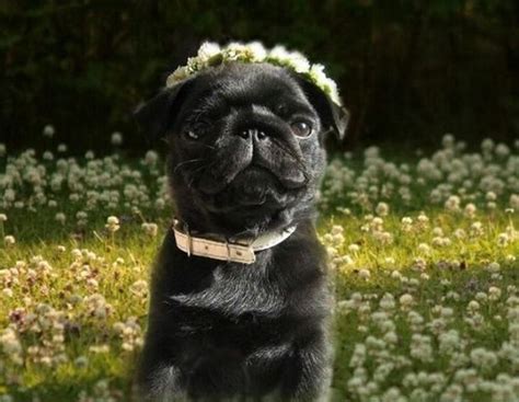 Pretty Pug Posing In A Field Of Flowers With Images Black Pug Puppies