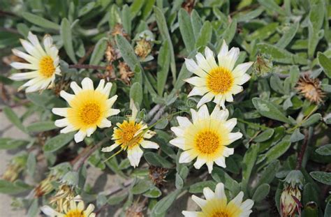 Capeweed Or Beach Daisies Stock Image Image Of Colorful 197522179