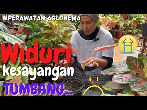 Widuri Kesayangan Akhirnya Tumbang Mbokkebon Youtube