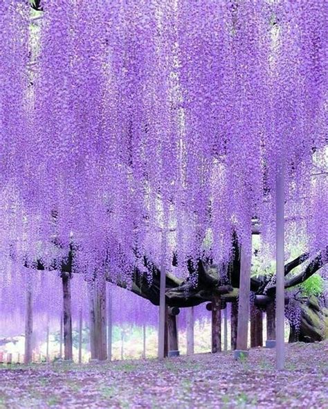 Japanese Purple Willow Tree - 801x1000 Wallpaper - teahub.io