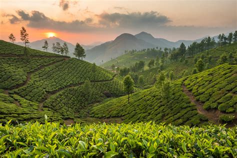 Top 10 Tea Estates In Assam