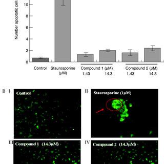 The Effect Of Compounds And On Baec Viability The Cytotoxic Effect