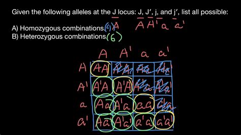 How To Find All Possible Combinations Of Alleles And Genotypes Youtube