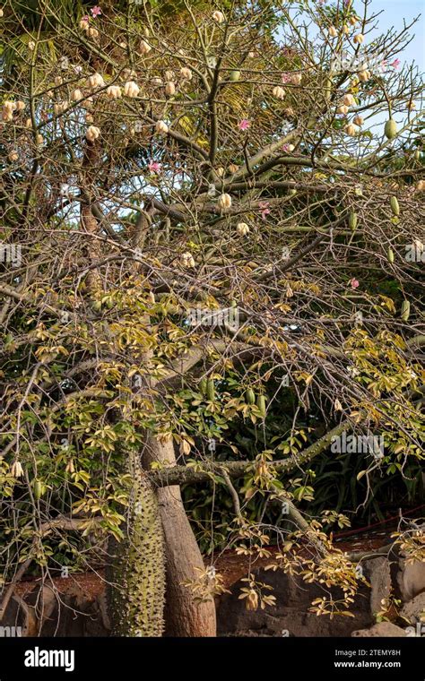 Commercially Important Kapok Tree Ceiba Pentandra Plant And Flowers