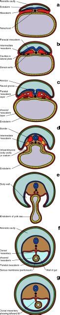 Transverse sections showing schema for development of mesodermal germ ...