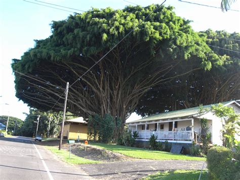 A Beautiful Tree On The Big Island In Hawaii Beautiful Tree Big