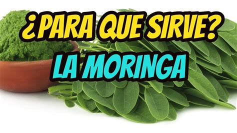 La Planta Moringa Y Sus Propiedades Medicinales Y Curativas Youtube