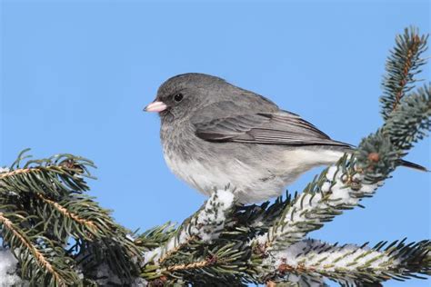 Top 20 Backyard Birds in North Carolina (Free Picture ID Printable) - Bird Advisors