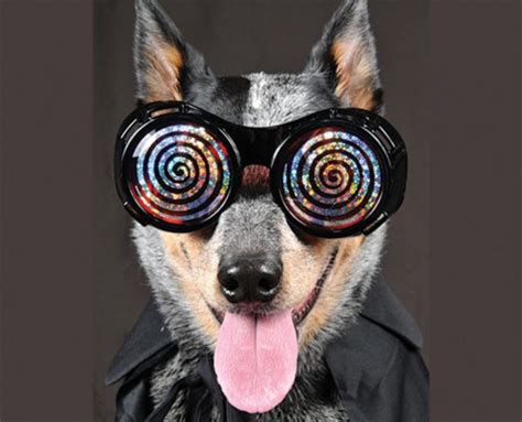 Dog Hypnosis The Latest Pet Trend Which Sees Dogs Hypnotised Dogly