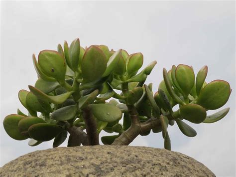 Cuidados De La Crassula Ovata Ciber Cactus