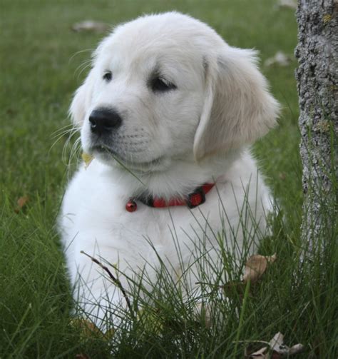 √√ English Cream Golden Retriever Kansas USA - Buy Puppy In Your Area