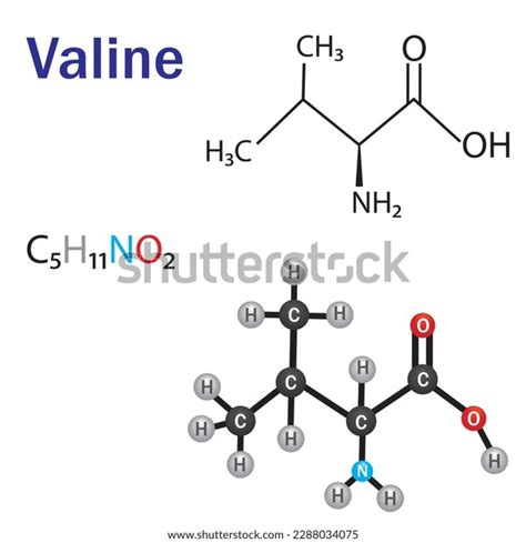 Valine Amino Acid Formula Structure Chemical Stock Vector Royalty Free