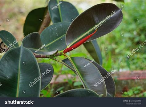 Ficus Elastica Known Rubber Fig Rubber Stock Photo 2166211559