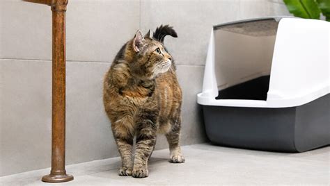 Blood in Cat Poo: What Does it Mean? | Purina