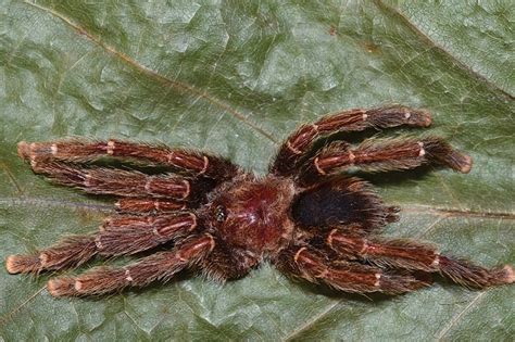 New bird-eating tarantulas found in South America