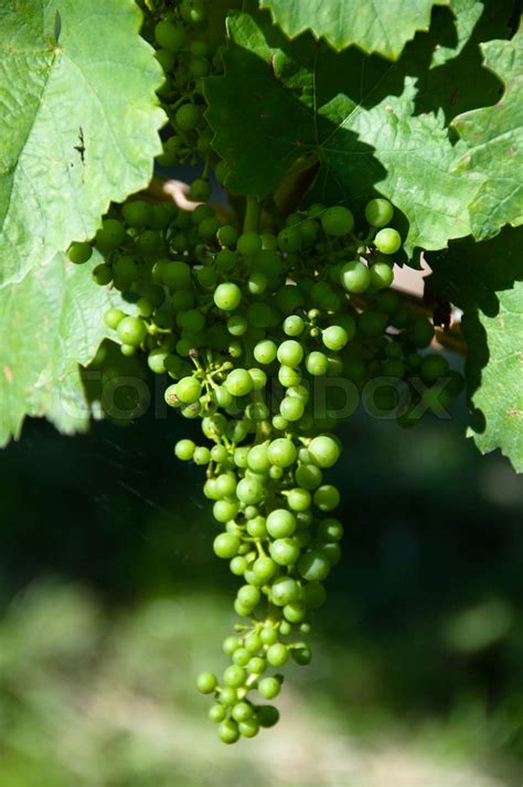 Små grønne druer på vin plante i Vineyard Stock foto Colourbox