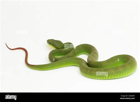 Close Up White Lipped Green Pit Viper Snake Trimeresurus Albolabris