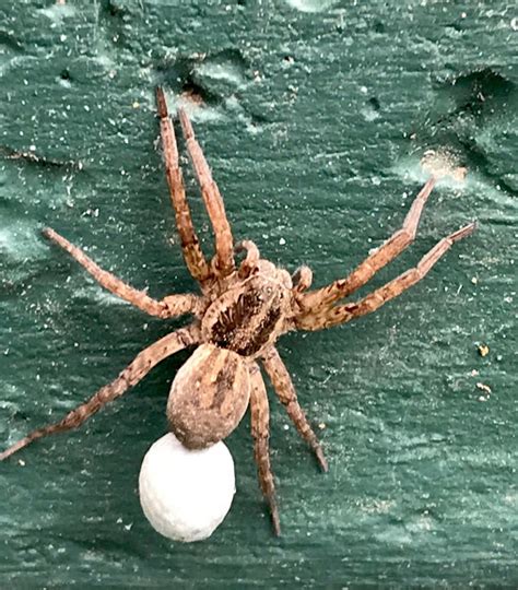 Wolf Spider With Egg Sack Project Noah