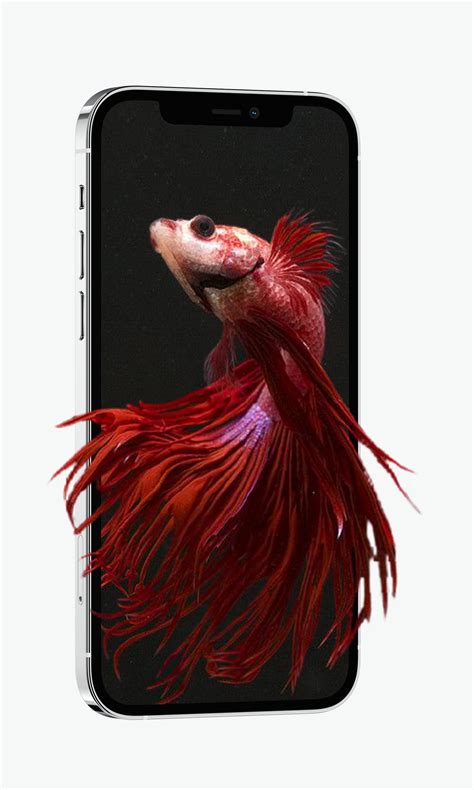 Betta Fish Live Wallpaper APK for Android Download