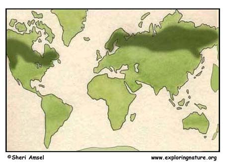 Boreal Forest Biome