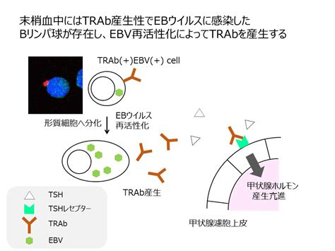 長田佳子先生 鳥取大学医学部