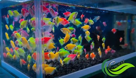 Glofish Ikan Hias Cantik Yang Menyala Dalam Kegelapan Media Hobi Dan