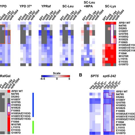 Conditional Genetic Interactions Between Pol Ii Activity Mutants And