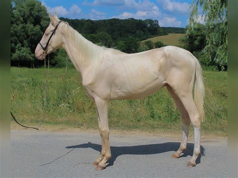 Cremello Akhal Teke Horse