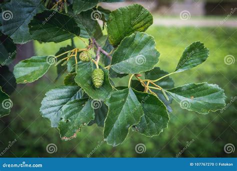 Alder tree leaves stock photo. Image of fruits, plant - 107767270