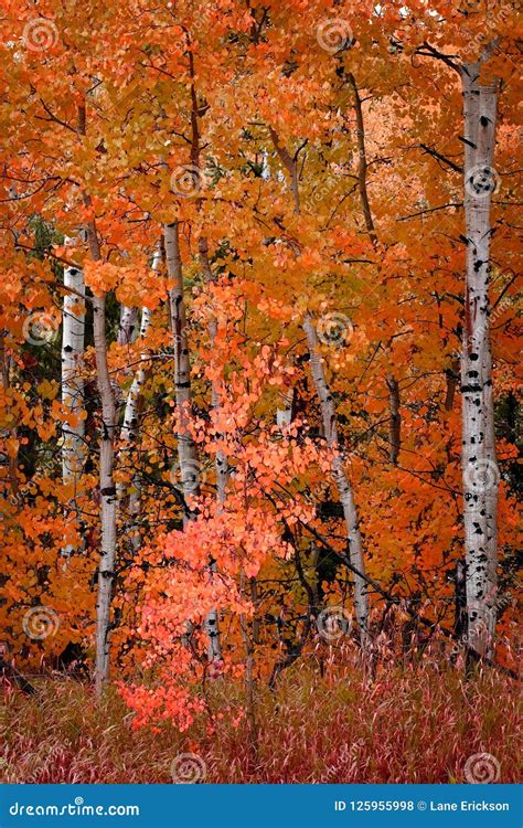 Birch Aspen Trees in Autumn Fall Stock Photo - Image of colorful, great ...